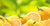 Amalfi Lemon Note - SCENTBUTLER