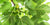 Fig Leaf Note - SCENTBUTLER