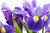 Tuscan Iris Note