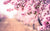 Almond Blossom Note - SCENTBUTLER