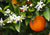 Orange Blossom Note